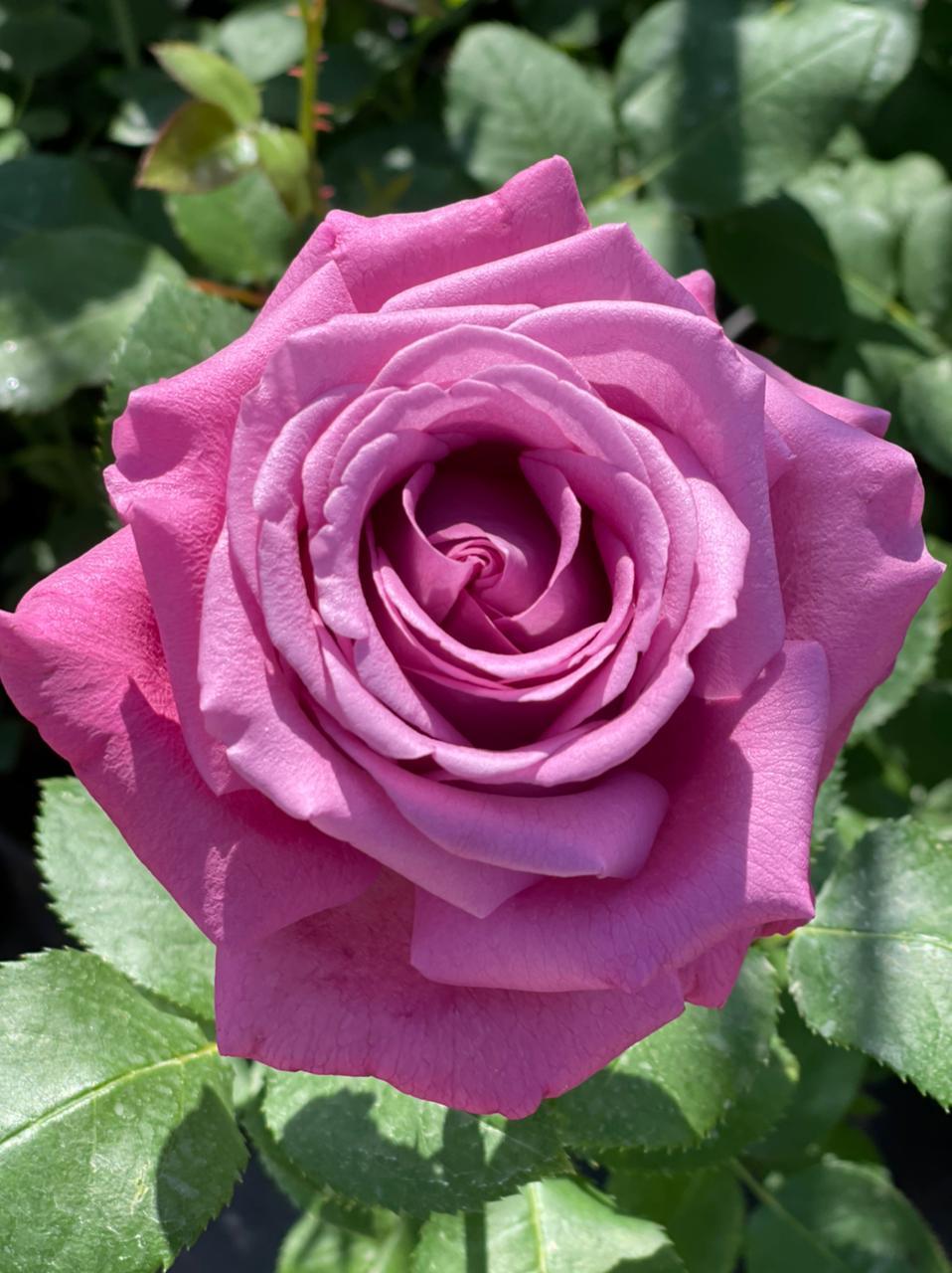 Саженец розы чайно-гибридная (Rose hybrid tea Lila Wunder BR) — цена в  Октябрьском, купить в интернет-магазине, характеристики и отзывы, фото